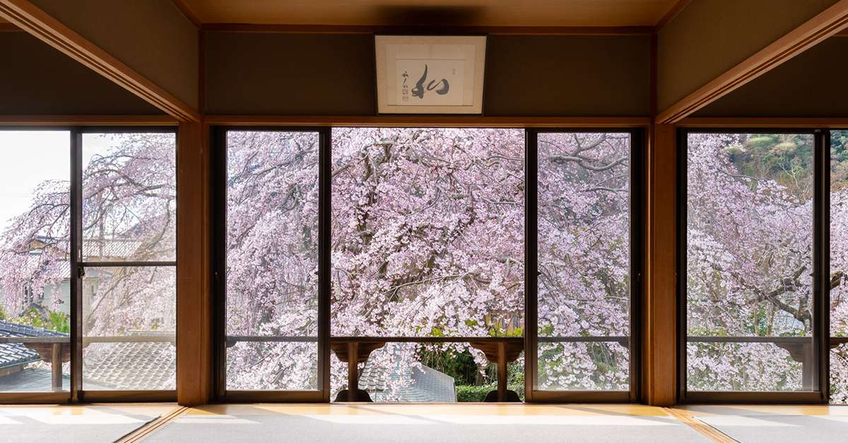 【イベントレポート】世界遺産天龍寺塔頭 通常非公開寺院での観桜茶会