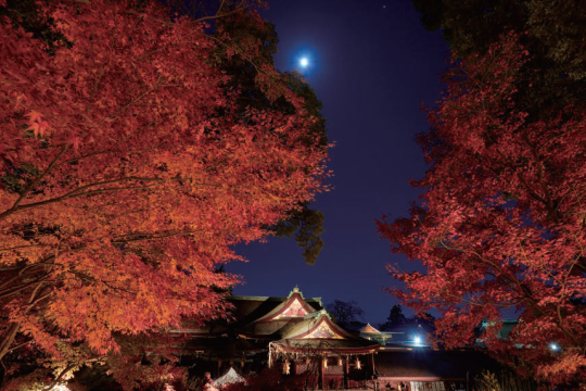 京都・近江路、絶景の紅葉と 老舗料亭の味覚を堪能する2･3日間