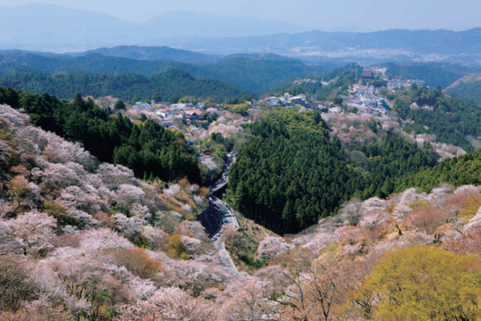 「吉野千本桜」の絶景と 奈良の桜名所と美食を楽しむ2・3日間