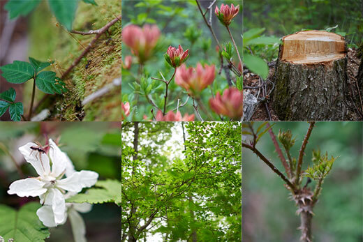 【森のためにできること2】「三井住友カードの森」を通じて森林を育む