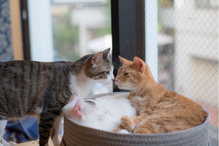 猫カフェ開業を失敗させないコツ