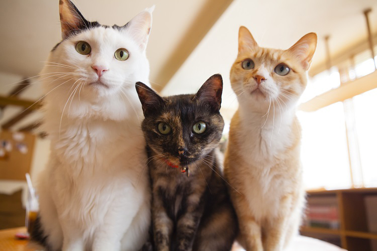 猫カフェ開業のための基礎知識!資金調達や失敗しないためのコツを解説