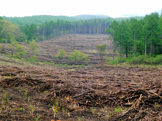 今、多くの森林が荒廃している