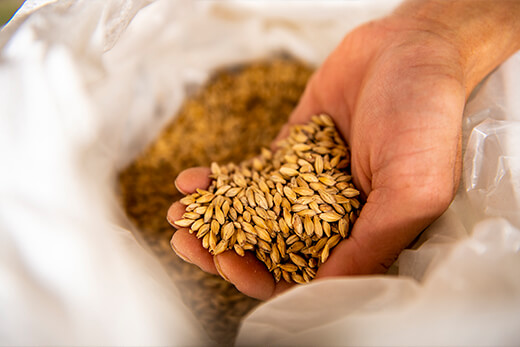 数種類使い分けを行う麦や麦芽