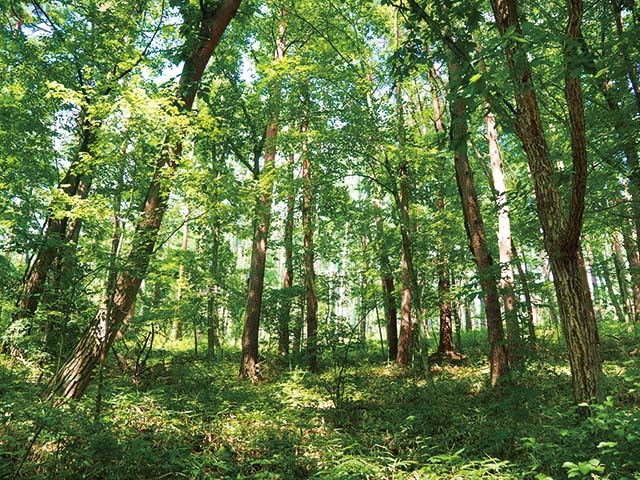北海道から宮崎まで国内19カ所、海外2カ所にある「more treesの森」
