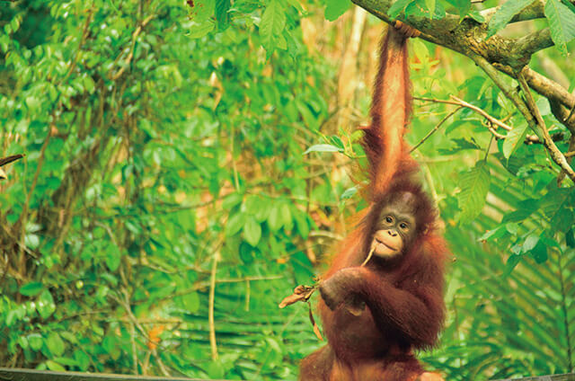 インドネシアではオランウータンが暮らす森を再生