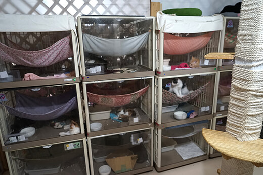 猫カフェスタイルの保護猫シェルター「東京キャットガーディアン」の猫のケージの部屋