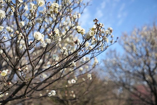 梅の花