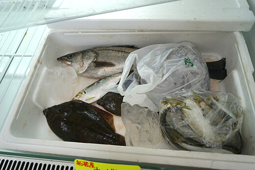 水揚げされたばかりの鮮魚